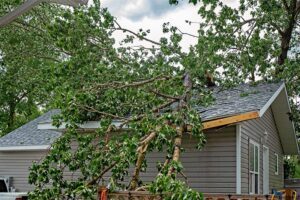 Fallen tree on roof